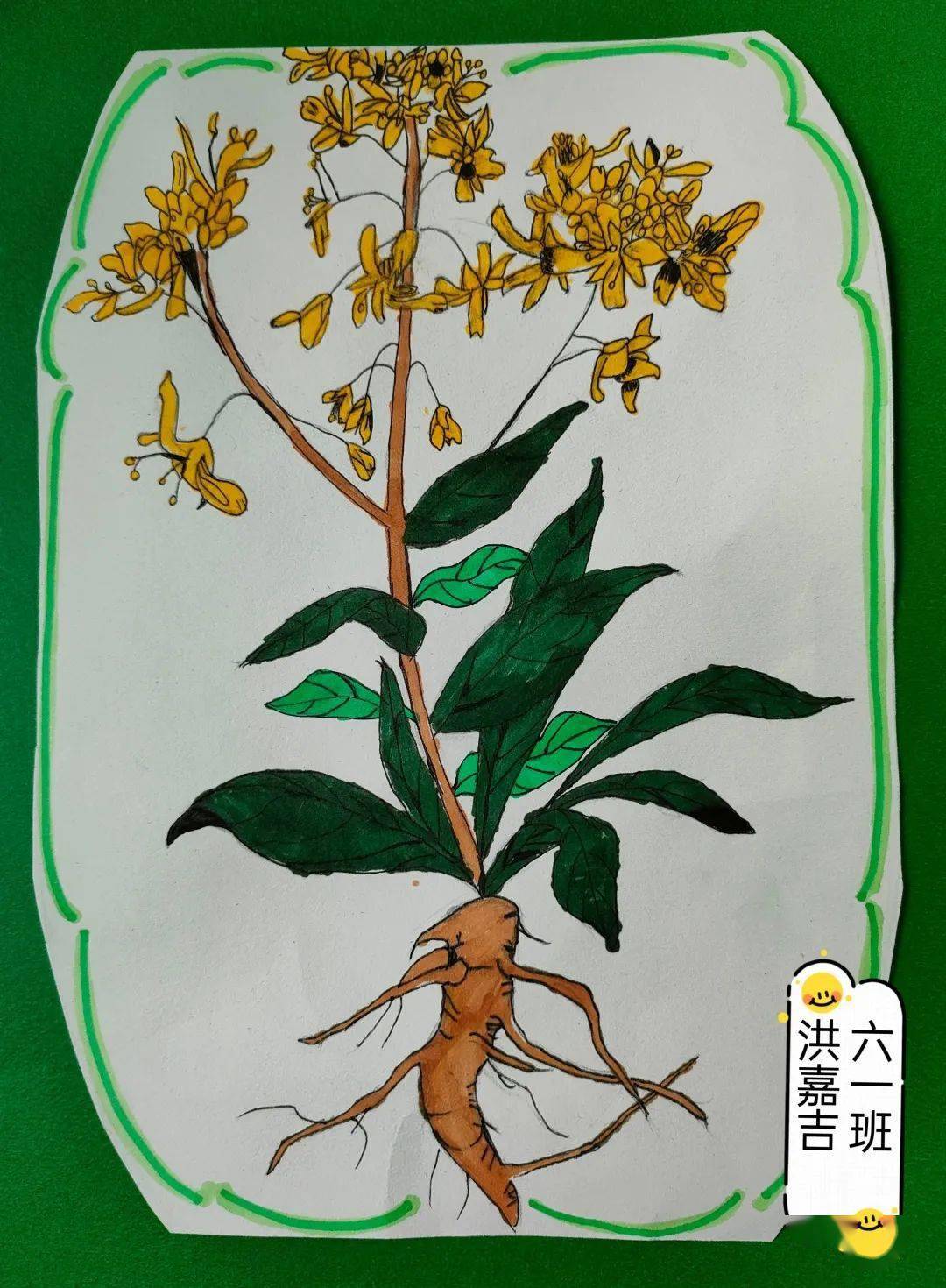 这所学校的中草药园又双叒丰收了一起来采板蓝根吧