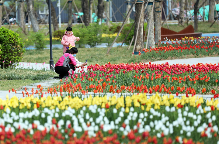 沿着公园的游步道走去,一朵朵,一丛丛的郁金香映入眼帘.