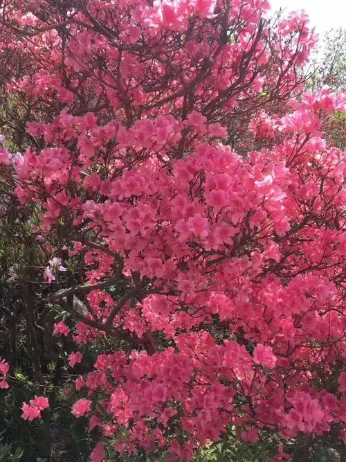 绝美映山红100幅最美人间四月天一夜春风映山红