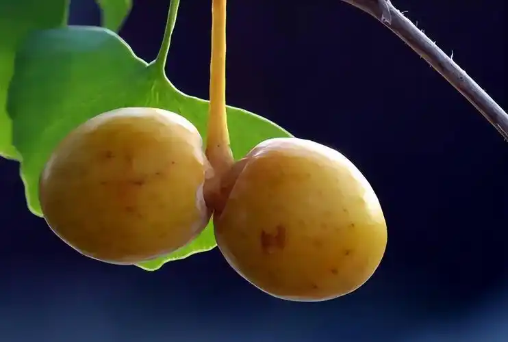 银杏树果实能吃吗有毒吗(为何满大街的白果却没人要)-趣事杂谈