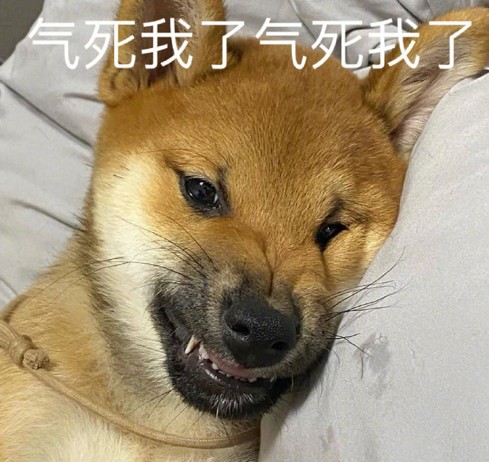 萌宠汪星人气死我了生气呆萌可爱gif动图_动态图_表情包下载_soogif