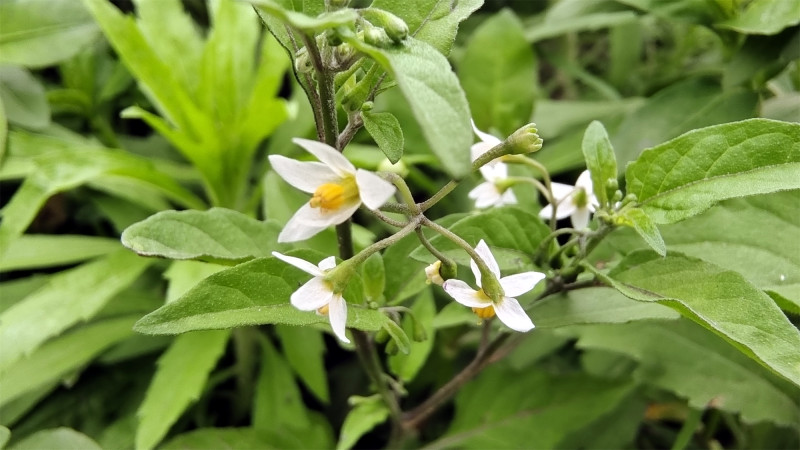 美丽吉安之赏花系列:娇小玲珑的龙葵花 - 上游新闻