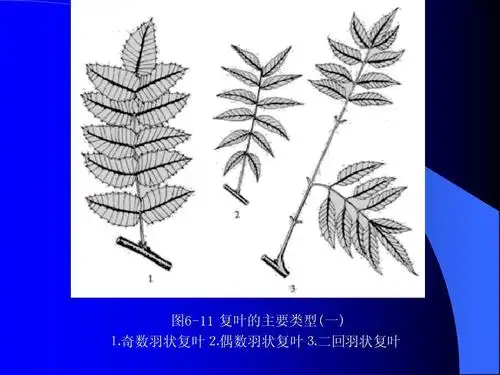 图6-11 复叶的主要类型(一) ⒈奇数羽状复叶⒉偶数羽状复叶⒊二回