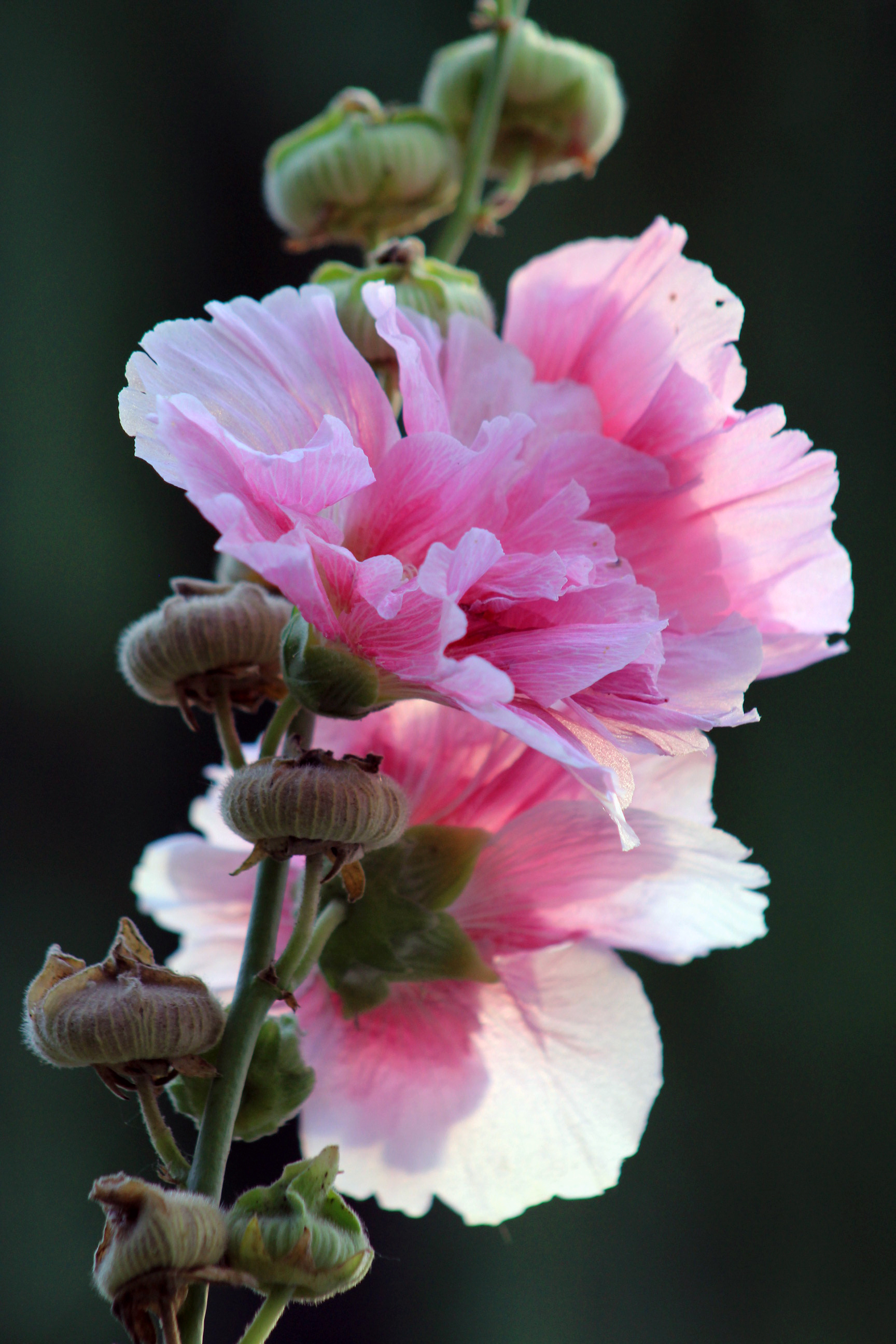 芙蓉花|摄影|风光摄影|marialiu0703 - 原创作品 - 站酷 (zcool)