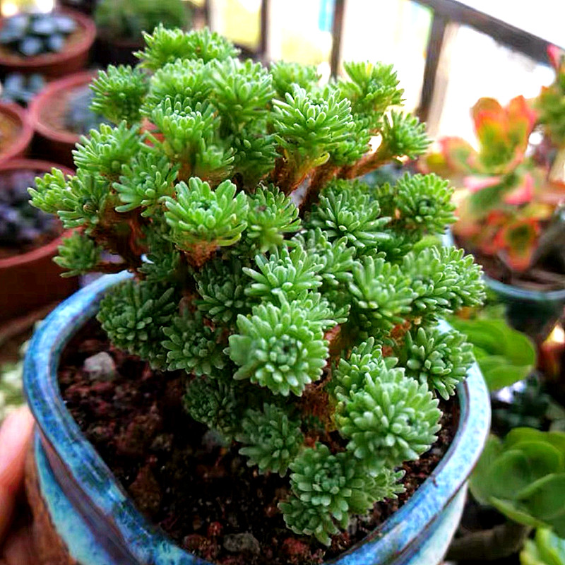 球松多肉老桩包一物一拍超大盆景群生多头绿植多肉植物