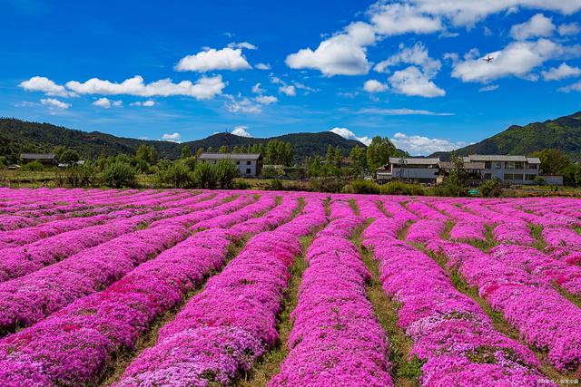 云南大理花海景点介绍