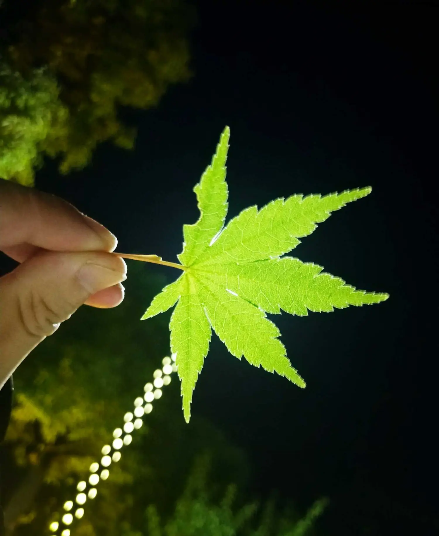 找寻一片最美的树叶