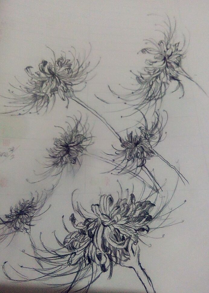 铅笔画彼岸花