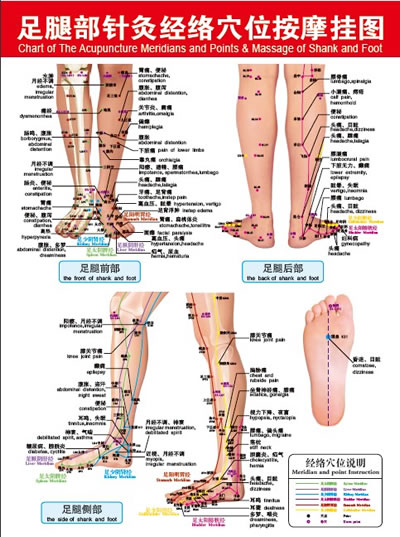 足腿部针灸经络穴位按摩挂图