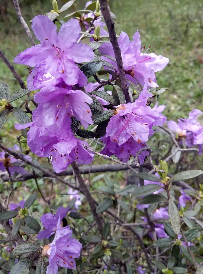 在大山深处,盛开的杜鹃花,姹紫嫣红