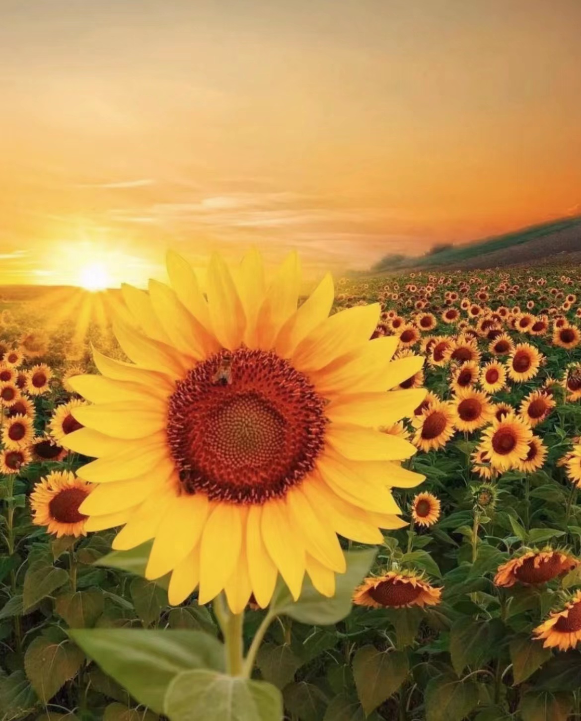 最漂亮的向日葵图片,向日葵治愈系背景图