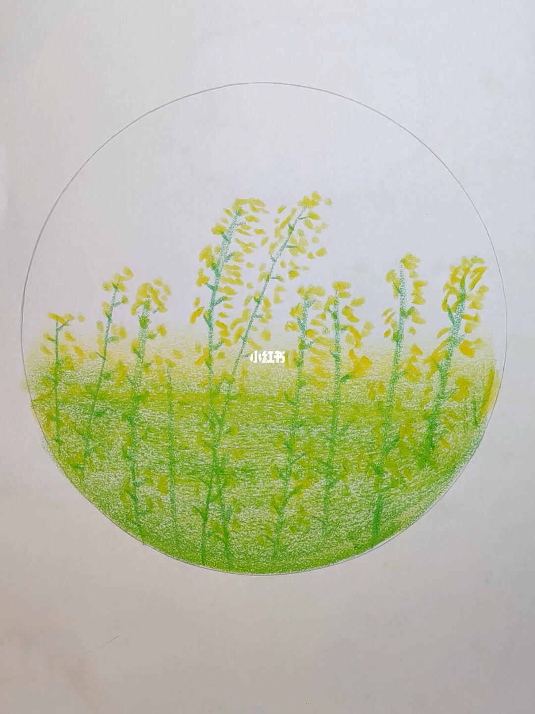 用油画棒画春天的油菜花