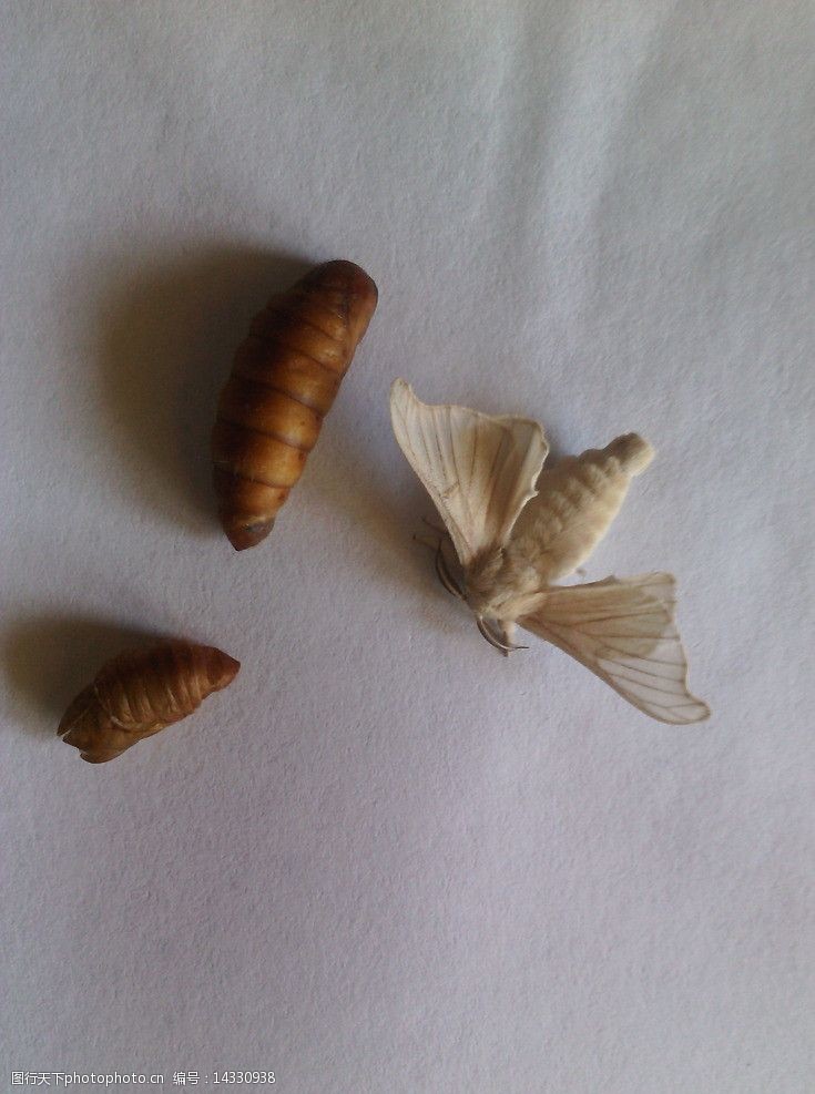 关键词:破茧成蛾 蚕蛹 破茧 蚕蛾 完全变态昆虫 蚕 昆虫 生物世界