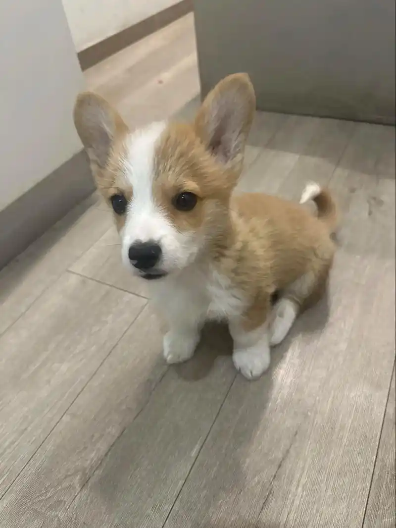 幼犬柯基领养 有事情不能养了