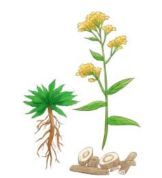 草药插图手绘板蓝根