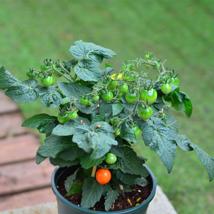 小番茄苗盆栽带果可食用幼儿园观察f植物易活圣女果苗西红柿盆栽