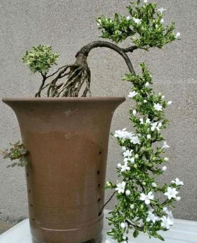 六月雪盆景,要想姿态撩人开花美,几个养护妙招送给你