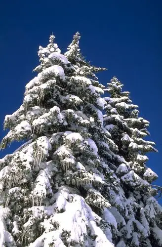 树木高清图片素材二(30p)[中国photoshop资源网|ps教程|psd模板|照片