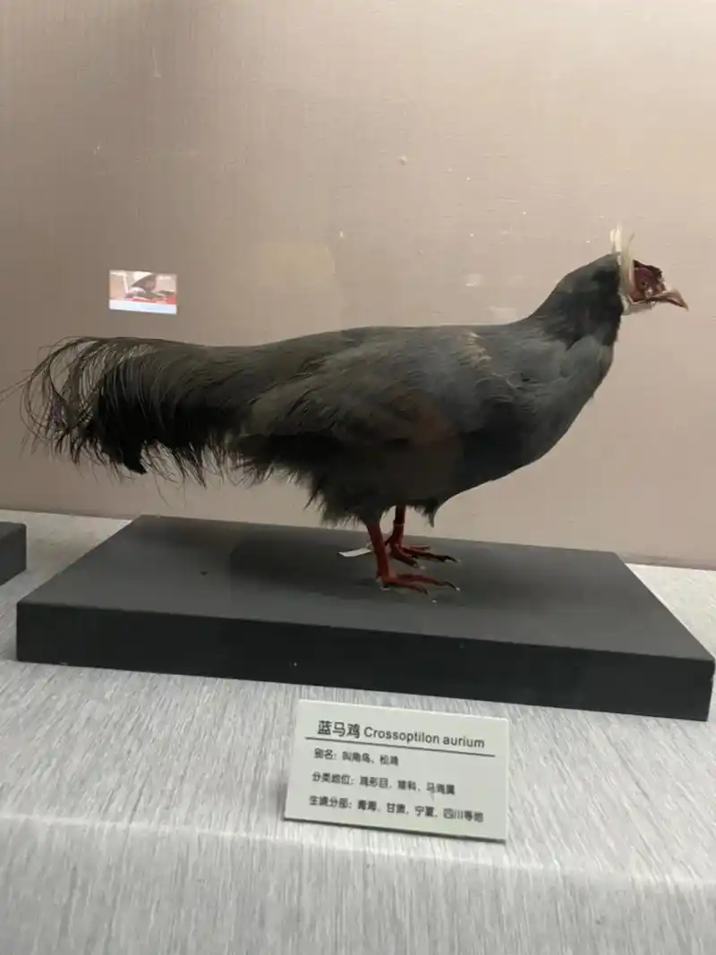 2023年10月5日青藏高原自然博物馆的鸟类标本 - 抖音