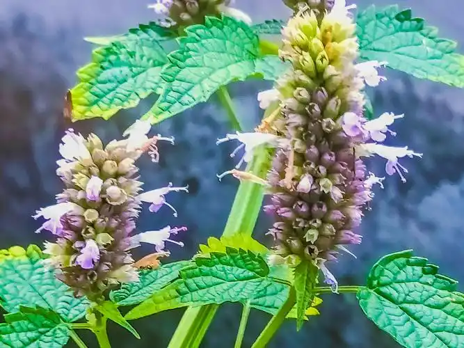 苍告藿香,香气诱人