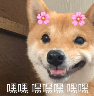 萌宠汪星人嘿嘿嘿傻笑呆萌可爱gif动图_动态图_表情包下载_soogif