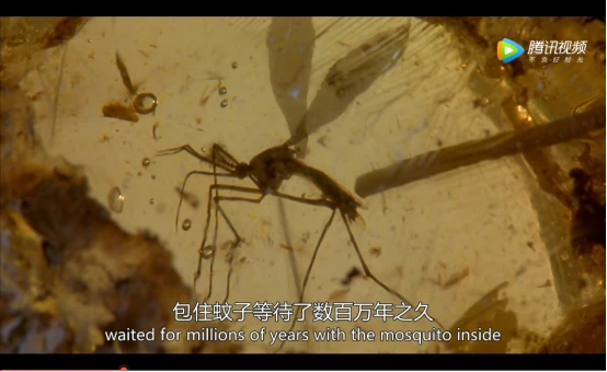 利用最新生物工程技术把凝结在琥珀中的史前蚊子体内液提取出恐龙的