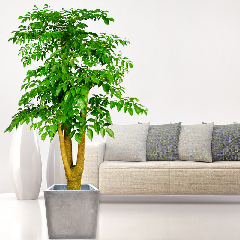 幸福树大盆盆栽室内外植物大型绿植花木福贵美化大型绿植