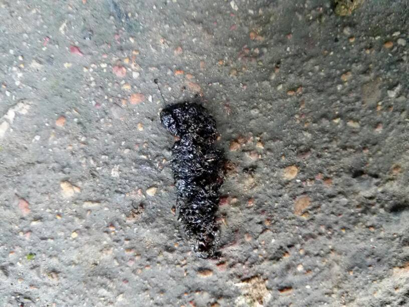 动物专家进,这是田鼠粪便?还是蛙类?每天都在我门口拉下一大堆