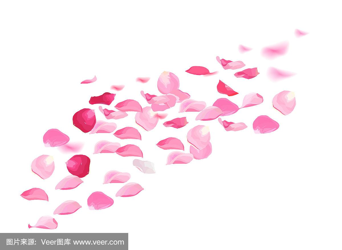 在空中飞舞的花瓣孤立在白色的背景