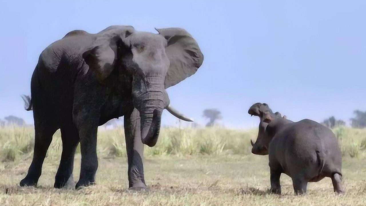 大象妈妈为保护宝宝,用象牙和河马决斗,场面异常激烈!