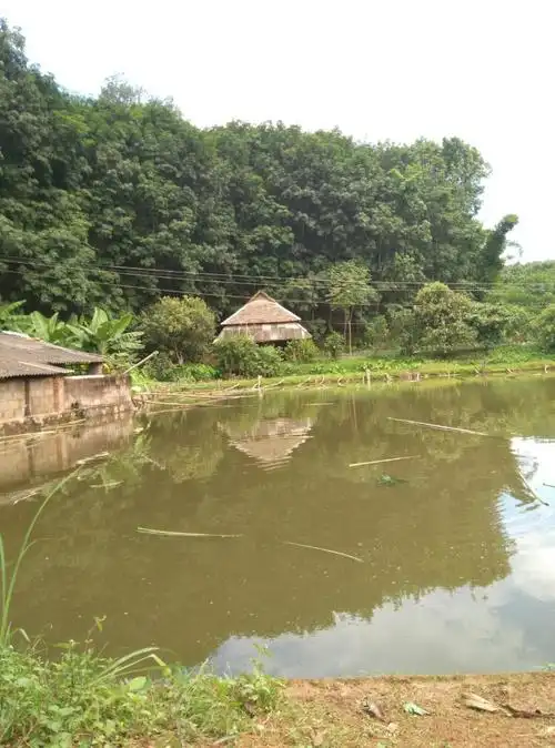 小鱼塘的傣家人工蓬   自养生态鱼