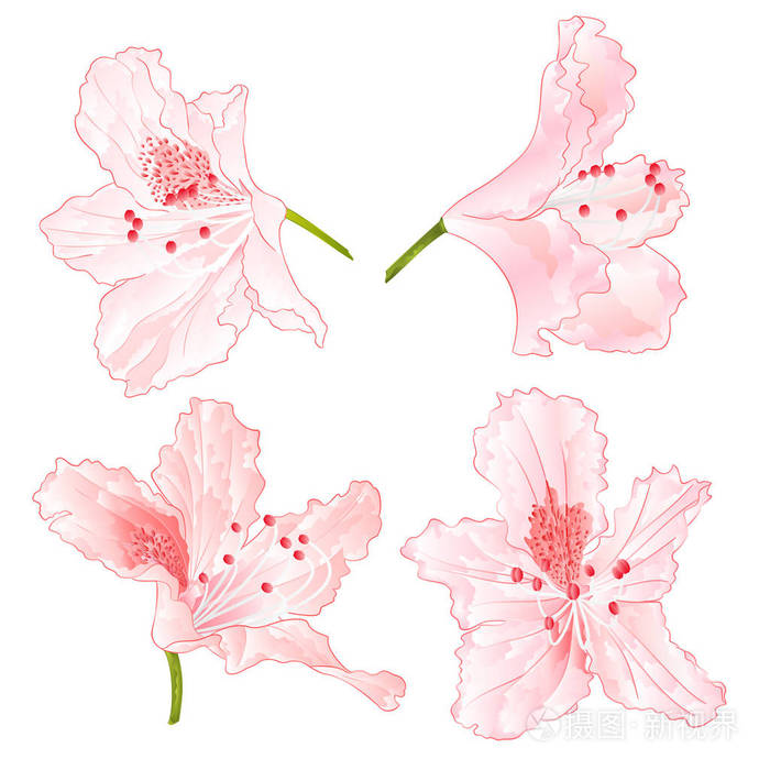 花淡粉色杜鹃花设置三在白色背景老式矢量插画可编辑手画