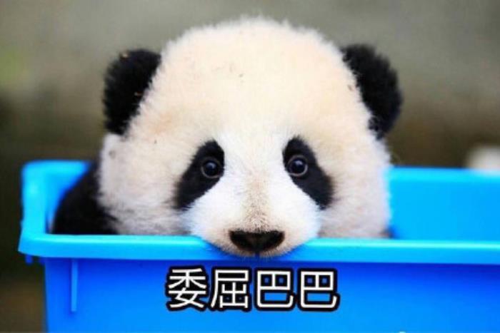 委屈的图片委屈的表情包合集