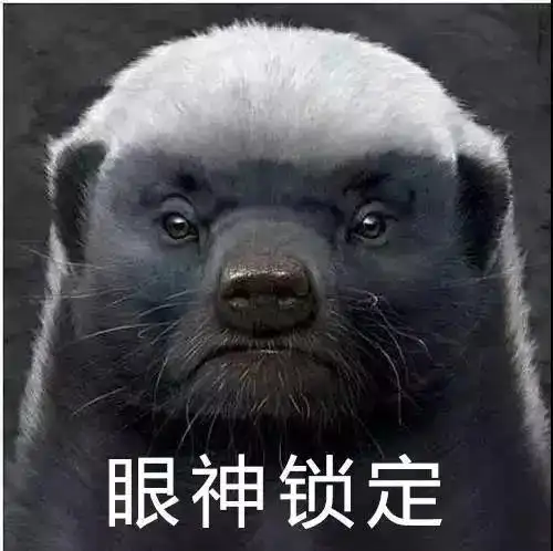 动物世界的网红,非洲乱不乱平头哥说了算,看完就想跟它混