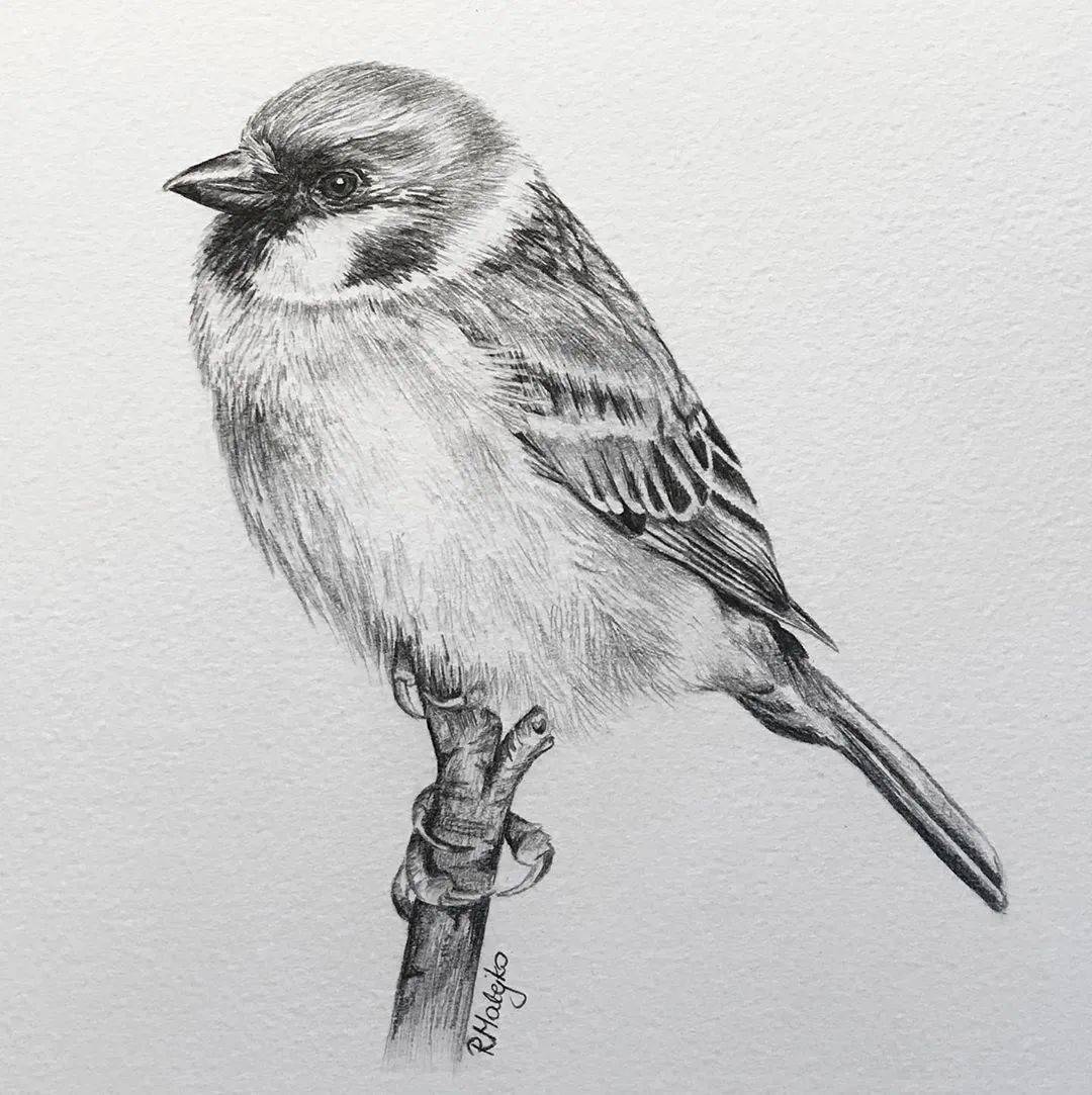 活灵活现的各种鸟类素描