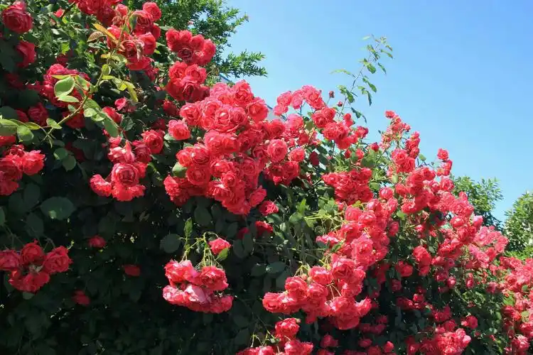 红蔷薇