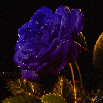 gif# #鲜花# #玫瑰# 灬铃兰.