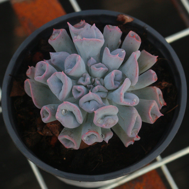 花卉猪鼻子多植物稀有品种室内防辐射精品绿植多肉植物