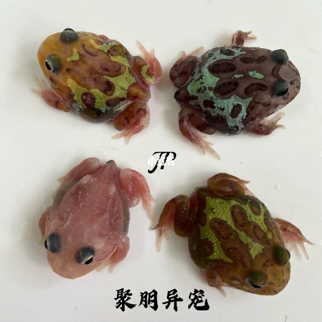 变异角蛙基因——色素缺失