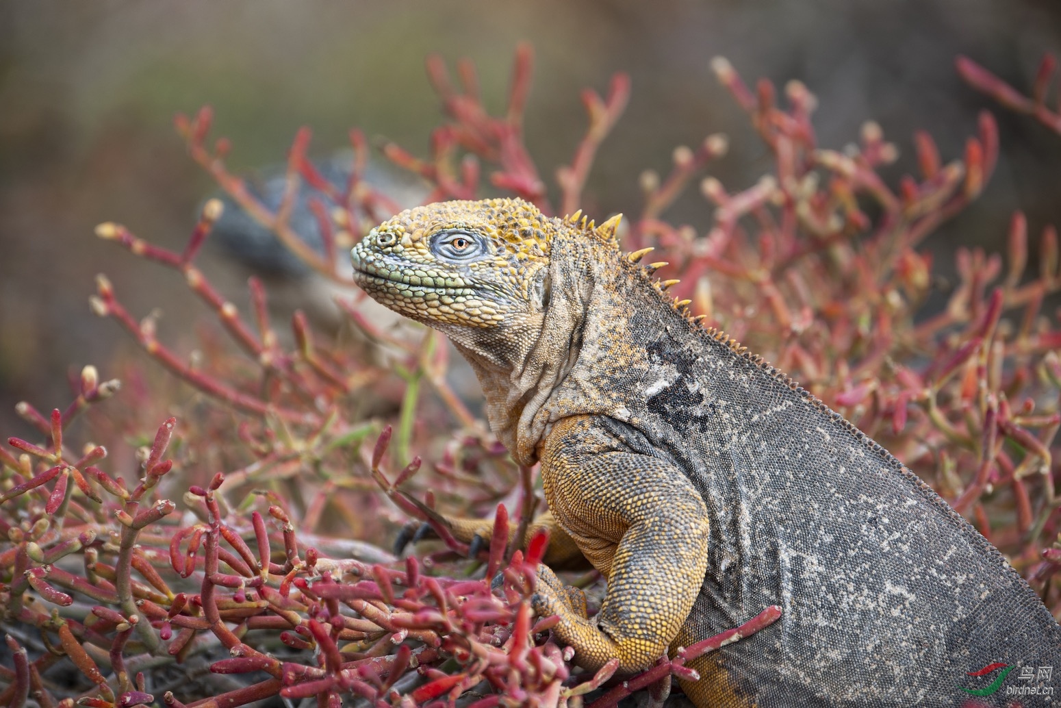 加拉帕戈斯陆鬣蜥