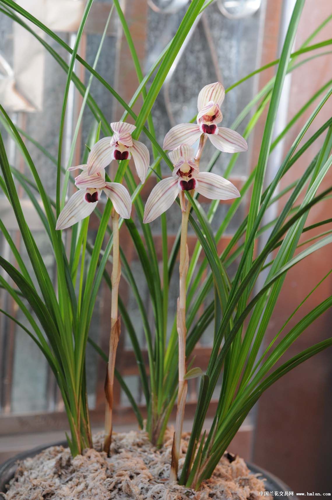 再传心心相印-莲瓣篇-中国兰花交易网社区