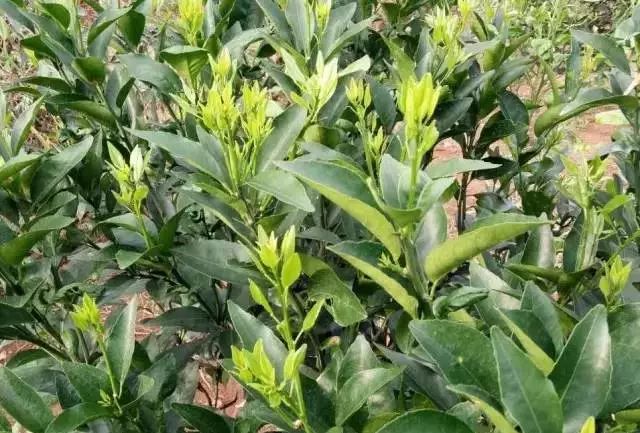 全面了解柑橘芽芽是植株生长结果及更新的基础