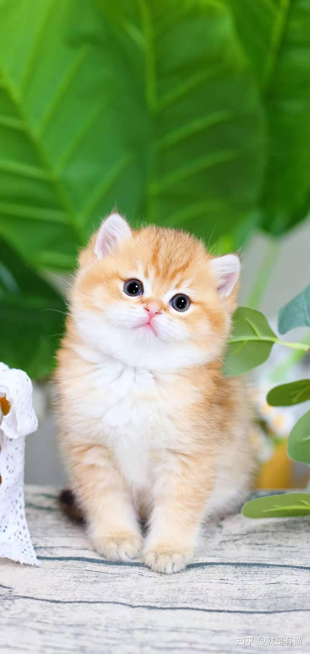 英短金渐层多少钱一只,金渐层价格