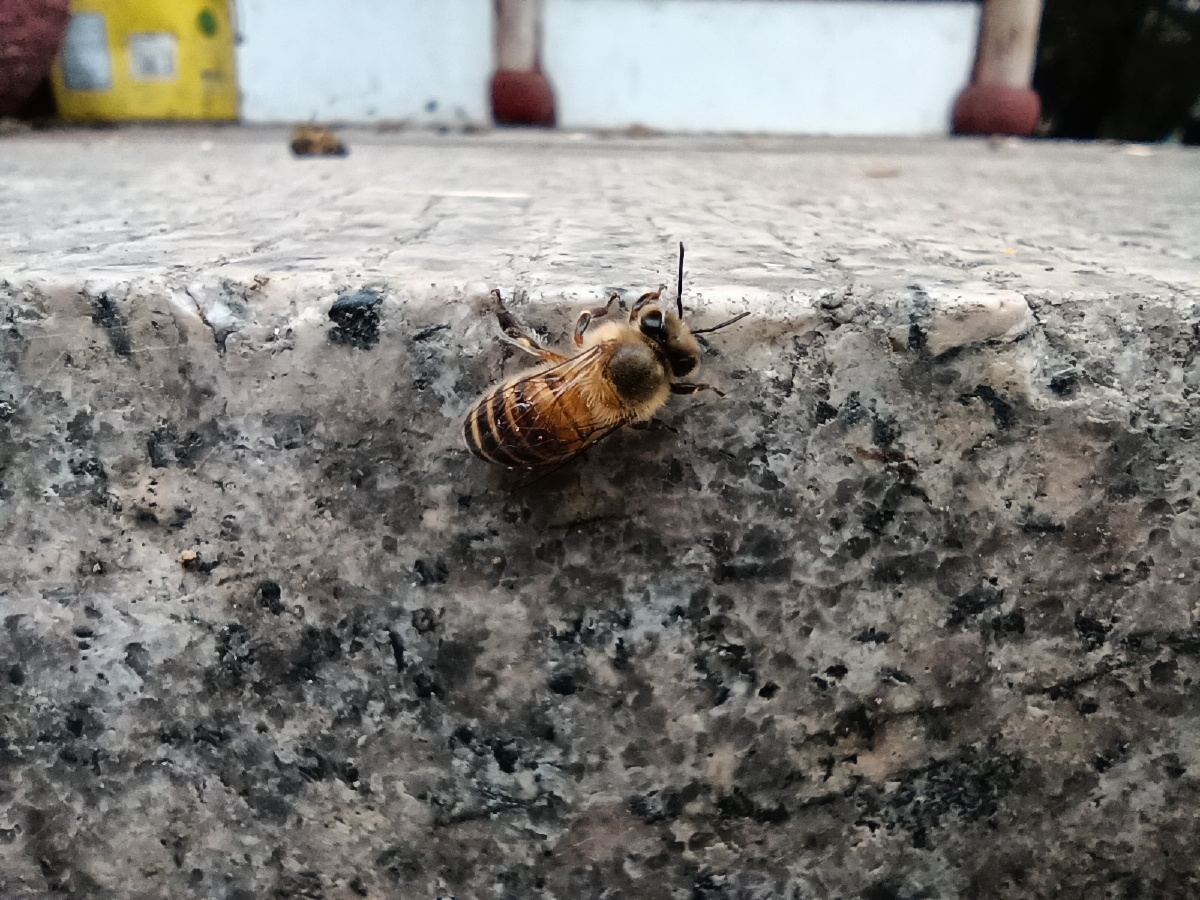 春天刚出生的蜜蜂幼崽