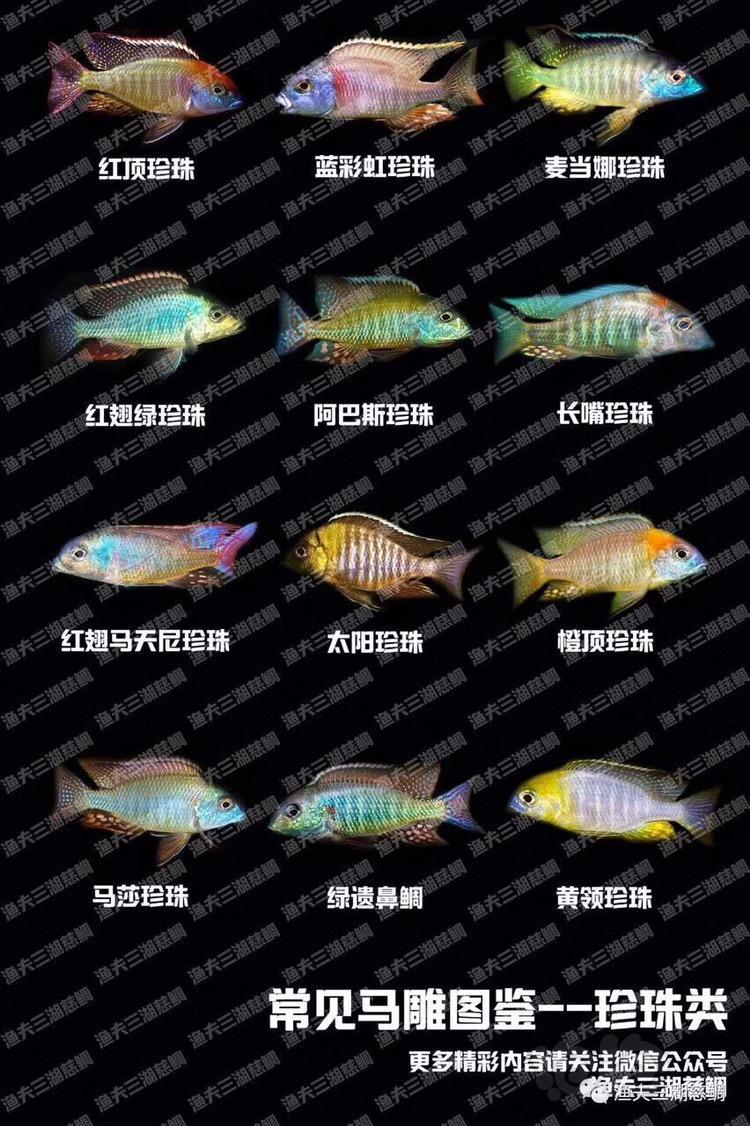 【三湖慈鲷】普及一下珍珠类