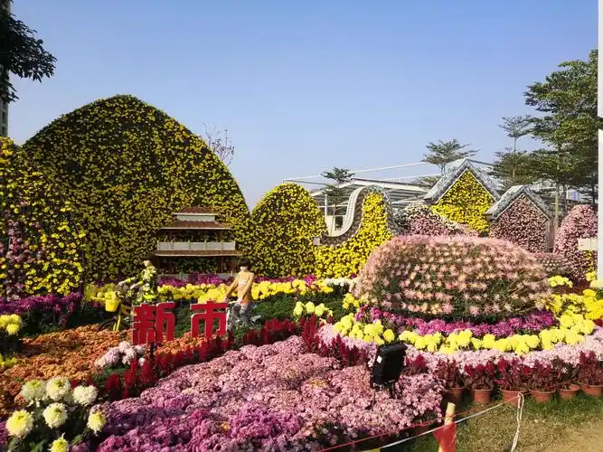 20201206中山小榄菊展风采依旧靓丽