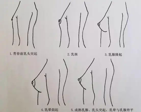 乳房大小与遗传和体内雌激素水平有关系.