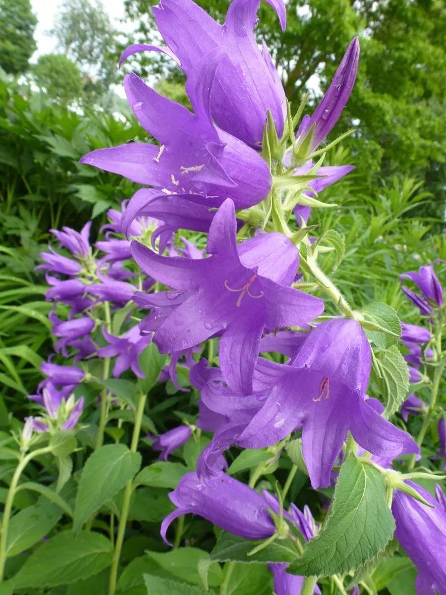 娇嫩的植物,和桔梗花相似,花朵呈铃铛状,一般是作为两年生花卉养护