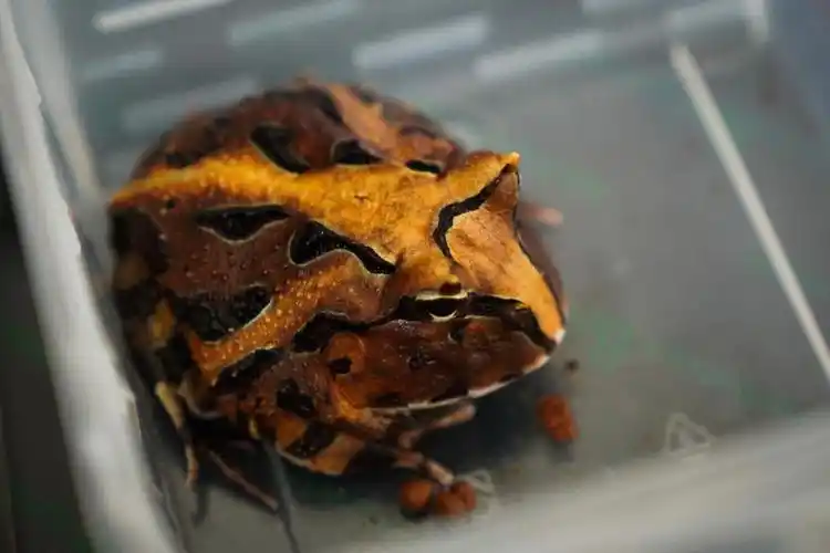 入秋后的巴西角蛙