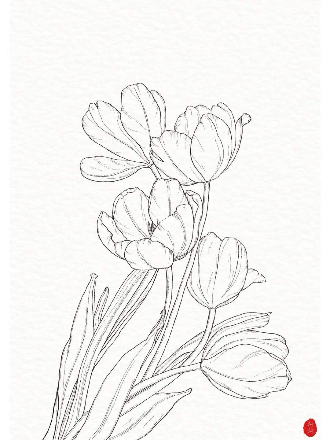 线稿手绘郁金香